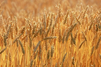 Country Farmland Photos Country Farm Land Wallpapers 1440x900 NO ...