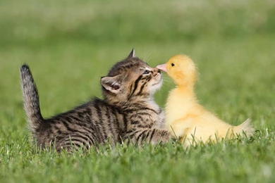 Gallery For Animal Farm Wallpapers