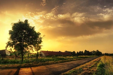 Beautiful Tree Photography HD Wallpapers   BestePics