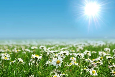 Beautiful Daisies Flowers Farm Wallpapers