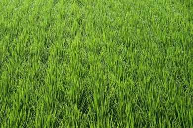 Country Farmland Photos Country Farm Land Wallpapers 1440x900 NO ...