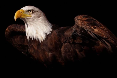 Eagle Wallpapers