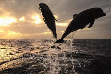 Dolphin ,wallpaper, Hd ,dolphins, Wallpapers