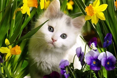 Cute Baby Animals Wallpapers