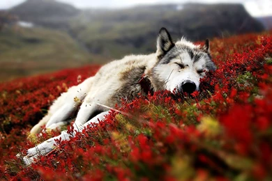 Cute Animal Wallpapers For Desktop Cute Baby Animal Photos Of ...