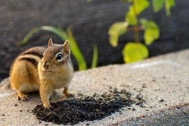 Animal wallpaper desktop