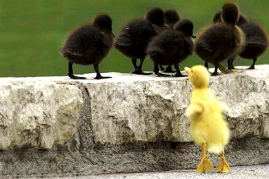 Cute Baby Animal Wallpapers