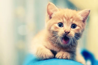 Cute cat animal wallpapers for desktop background full screen   HD ...