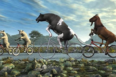 Funny Animals Animals Wallpapers For Desktop Free Download ...