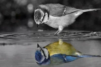 Hd Animal Wallpapers, Animal Desktop Images, Download Wallpapers ...