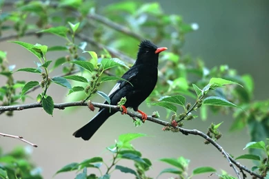 2 Birds_Wallpapers animal wallpaper desktop.jpg