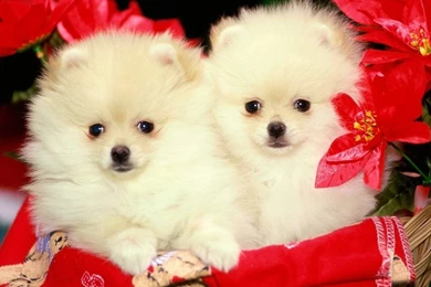 Pomeranian Dog HD Wallpaper, Pomeranian Dog Images, New Wallpapers
