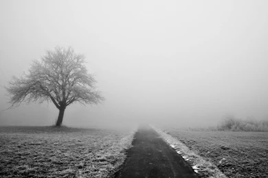 Wallpaper: Lonely Tree Paography Wallpapers