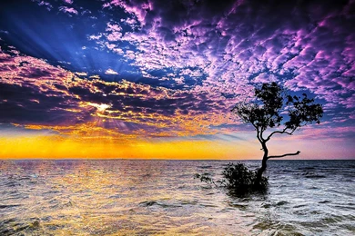 The Lonely >> HD Wallpaper, Get It Now!