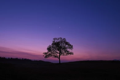 Download Wallpapers 1920x1080 Tree, Night, Moon, Sky, Lonely Full ...