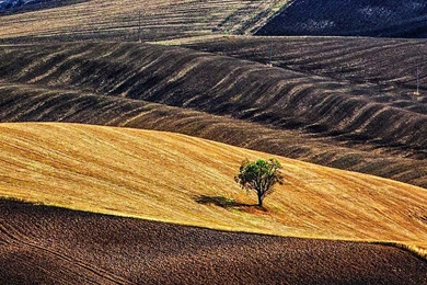 Nature Lonely Tree On Dessert Farm iPad Wallpapers Download ...