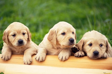 Dogs Wallpapers Free Download   Desktop Backgrounds