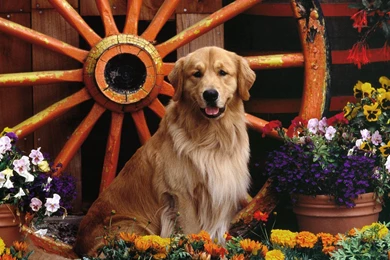 Golden Retriever Dog Wallpapers