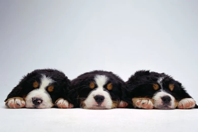 Dogs Wallpaper, Dogs HD Wallpaper, Desktop Background, 1920X1080 ...
