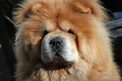 Chow Chow Dogs HD Wallpapers