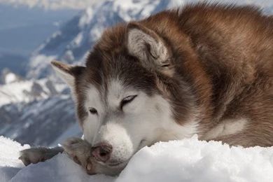 Dogs Wallpapers HD Pictures