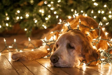 Gallery For   Christmas Dogs Desktop Wallpapers