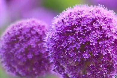 Gallery For   Hd Mobile Wallpapers Full