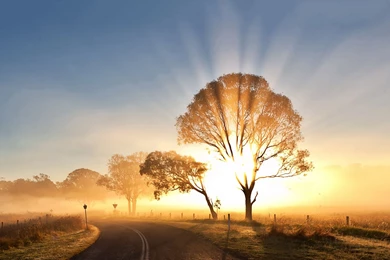 Gallery For   Rise Mist Wallpapers