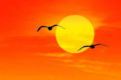 Sunrise (id: 176031) – BUZZERG