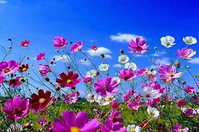 Free Desktop Wallpapers 1529