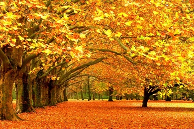 Beautiful Fall Pictures Wallpapers
