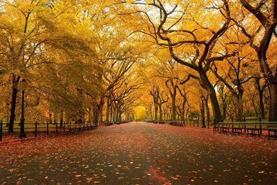 Red Autumn Leaves Wallpapers   Nature Wallpapers