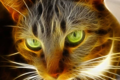 1440x900px Cool Animals Illuminated Eagle