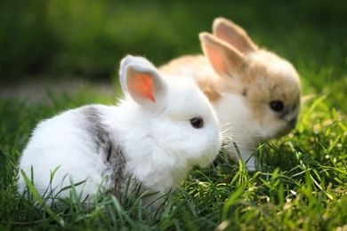 Cute Rabbit Wallpaper HD Cool Backgrounds Rabbit Images.jpg