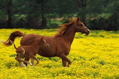 1024x768px Cool Animals Moonlight Wolf