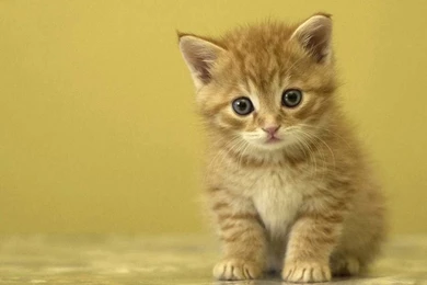 Wallpapers, Backgrounds, Images: Backgrounds Animals