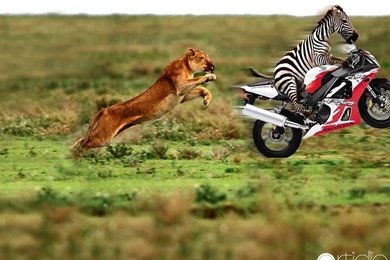 Gallery For   Cool Animal Desktop Wallpapers