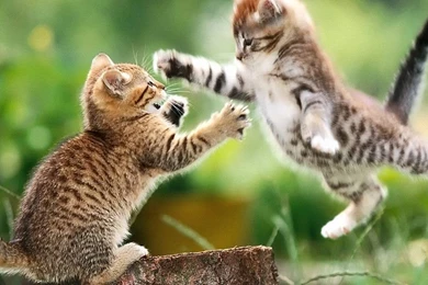 Backgrounds Of Animals