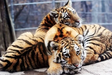 Animals Backgrounds   Pretty Cool Backgrounds