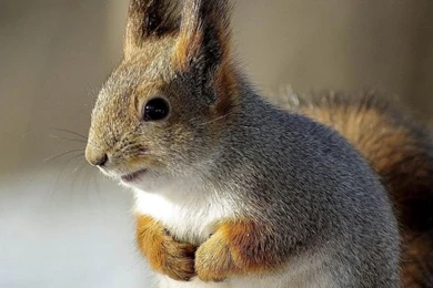 Animals Backgrounds   Pretty Cool Backgrounds