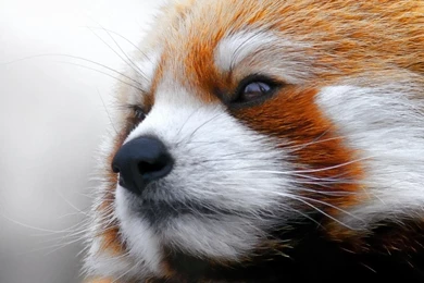 Animal Wallpapers Cool 2053 Backgrounds Edition