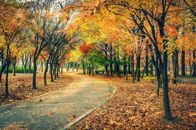 AUTUMN Fall Landscape Nature Tree Forest Leaf Leaves Path Trail ...