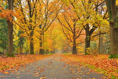 AUTUMN Fall Landscape Nature Tree Forest Leaf Leaves Wallpapers ...