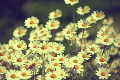 Vintage Daisies Photography HD Desktop Wallpapers : High Definition ...
