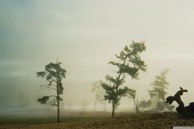 Shamanka Trees (Vintage Photography) HD Desktop Wallpapers : High ...