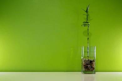 Green Bamboo Wallpapers Wallpapers High Definition