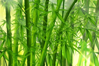 Green Bamboo Forest Wallpaper HD.jpg