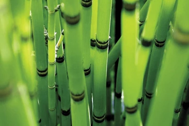 Bamboo Wallpapers   1111814