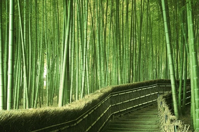 Bamboo Wallpapers