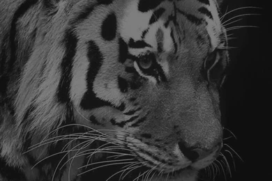 Pets & Animals iPhone 5s Wallpapers